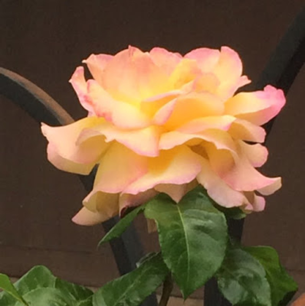 Meet your Posher, Elizabeth